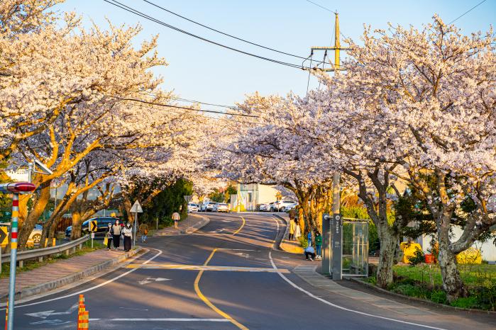 장전리 벚꽃길.