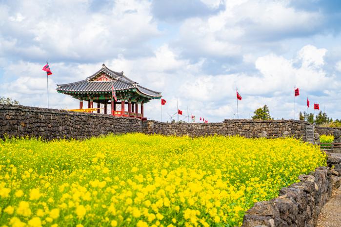 성읍민속마을에 핀 유채꽃.