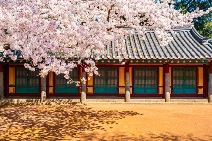 삼성혈에 핀 벚꽃.