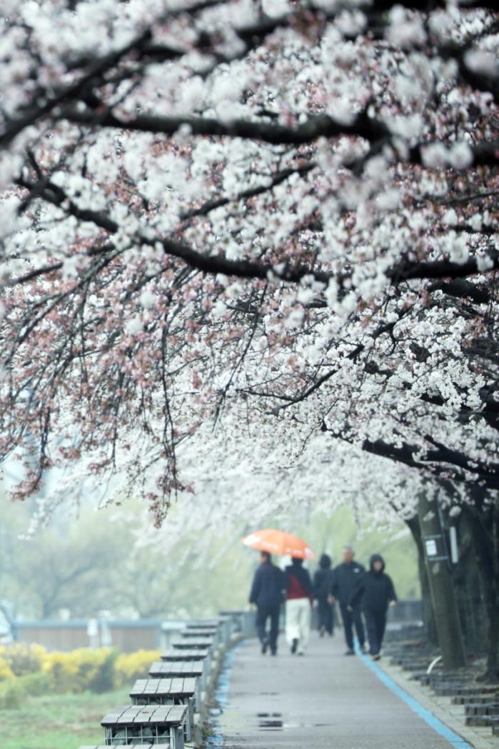 4일 강원 양양군 양양읍 송암리 일원을 시민들이 우산을 쓴 채 걷고 있다. 이곳에서는 5일까지 ‘2026 양양 남대천 벚꽃축제’가 열렸다. 연합뉴스