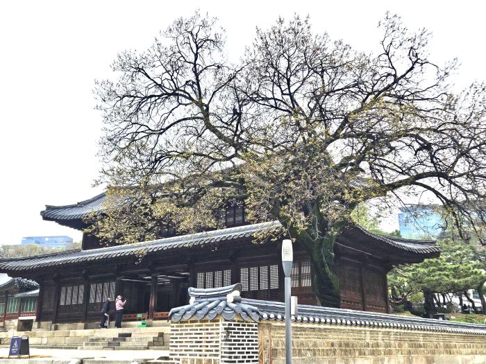 덕수궁 석어당 살구나무.