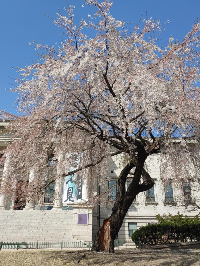 덕수궁 석조전 수양벚꽃.
