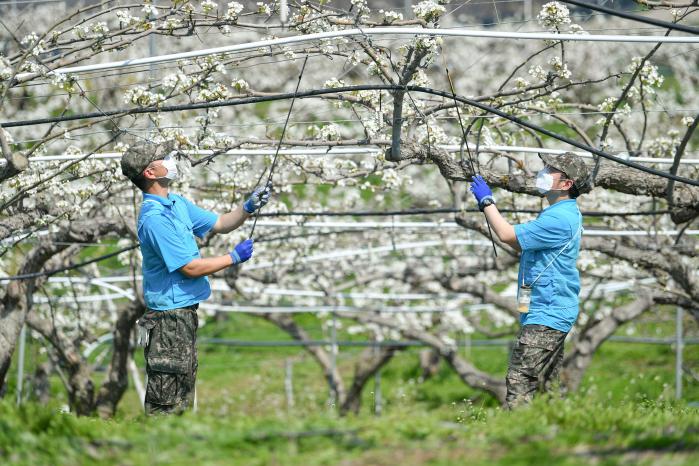 공군2미사일방어여단 장병들이 충남 천안시 일대 농가에서 배꽃 인공수분 작업을 하고 있다. 사진 제공=김건요 일병
