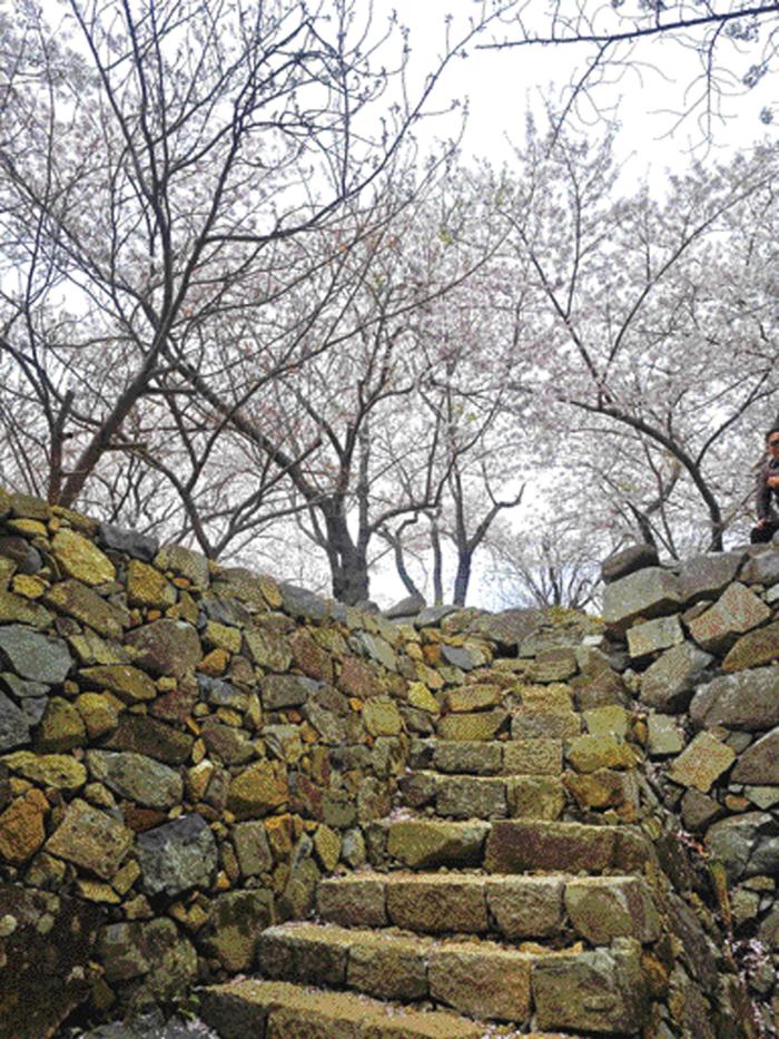 서생포왜성에 흐드러지게 핀 벚꽃.