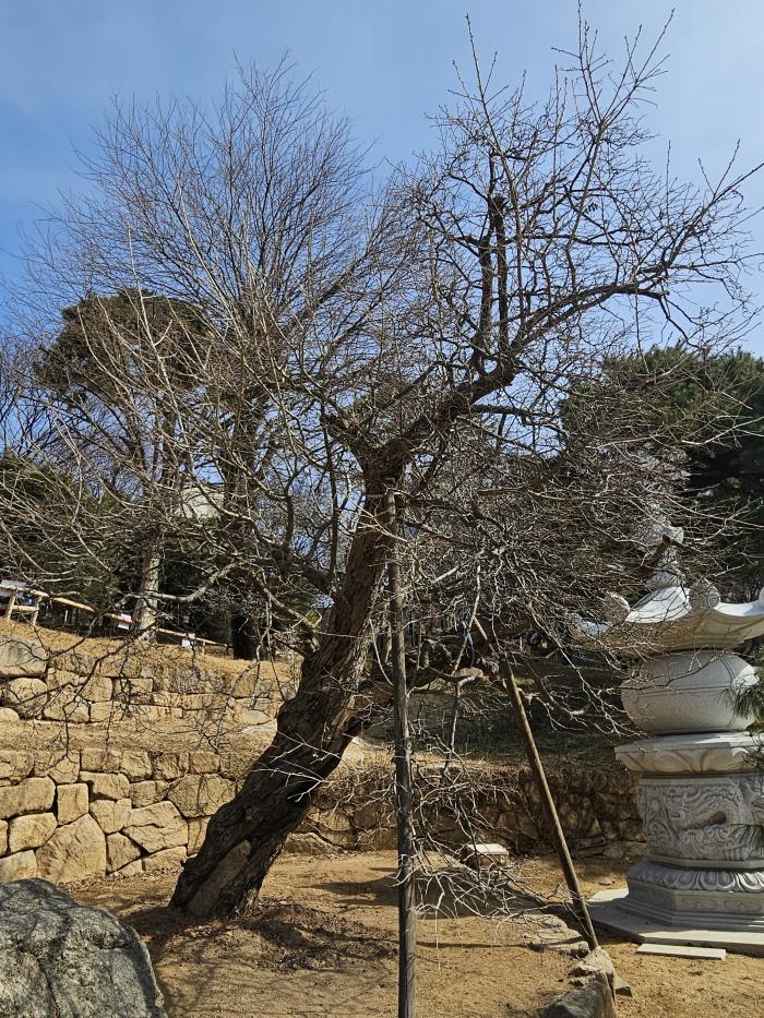 봉은사에 뿌리내린 산사춘 나무.