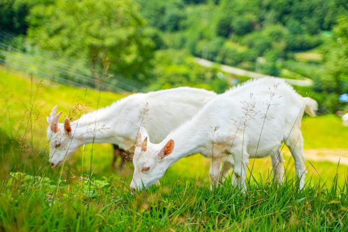 몽토랑산양목장
